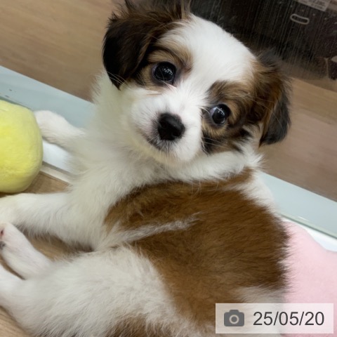 パピヨンの写真