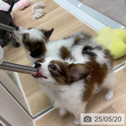 パピヨンの写真