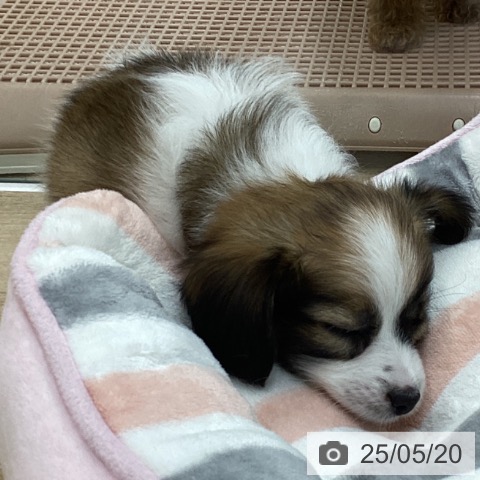 パピヨンの写真