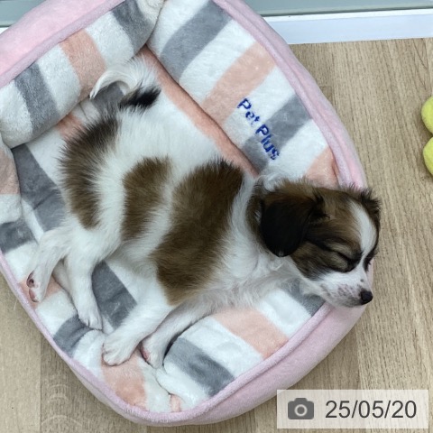 パピヨンの写真