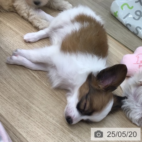パピヨンの写真