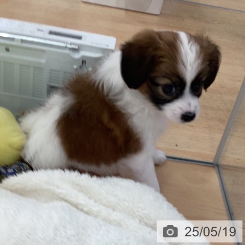 パピヨンの写真