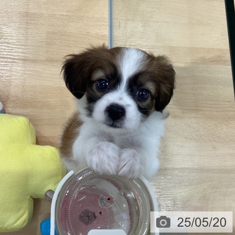 パピヨンの写真