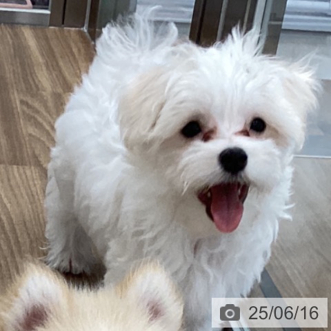 マルチーズの写真