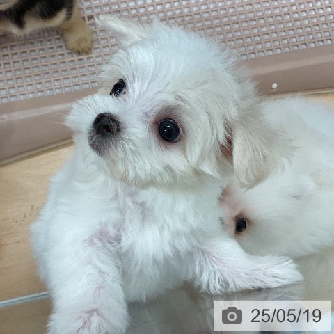 マルチーズの写真