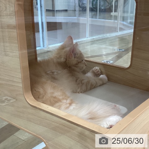 ラガマフィンの写真