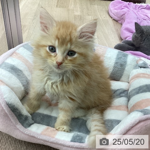 ラガマフィンの写真