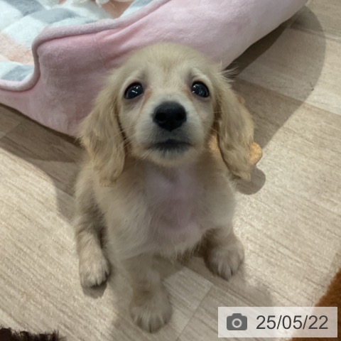 ミニチュア・ダックスフンドの写真
