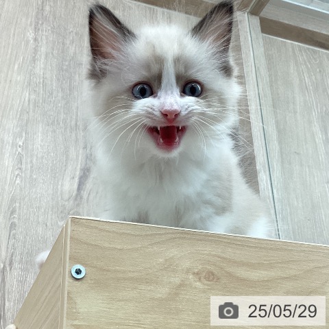 ラグドールの写真