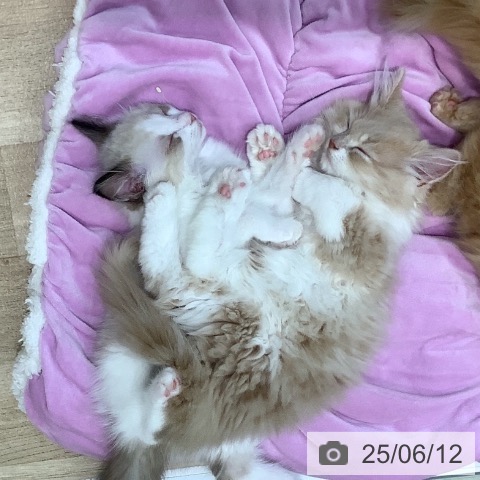 ラグドールの写真