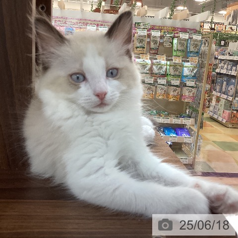 ラグドールの写真