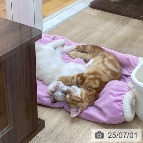 ラグドールの写真