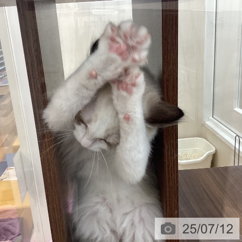 ラグドールの写真