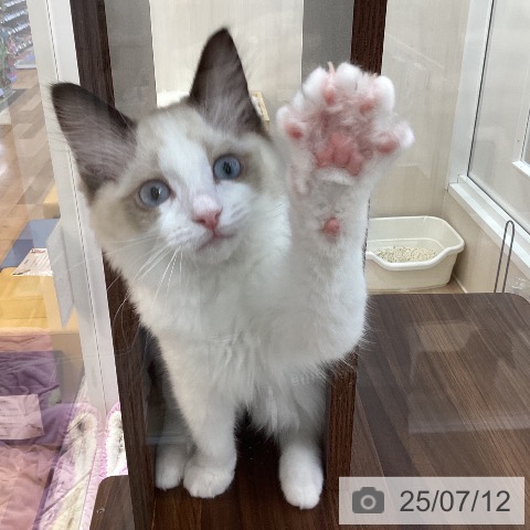 ラグドールの写真