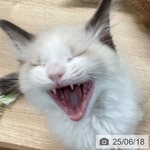 ラグドールの写真