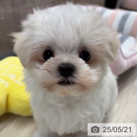 マルチーズの写真