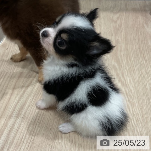チワワの写真