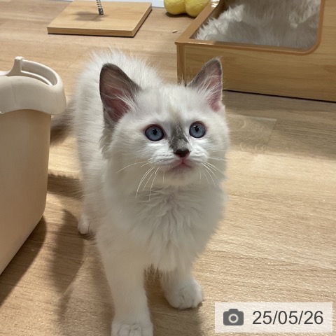 ラグドールの写真