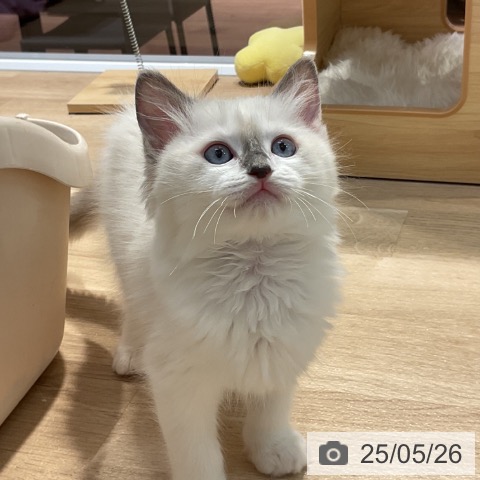 ラグドールの写真