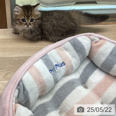 ミヌエットの写真