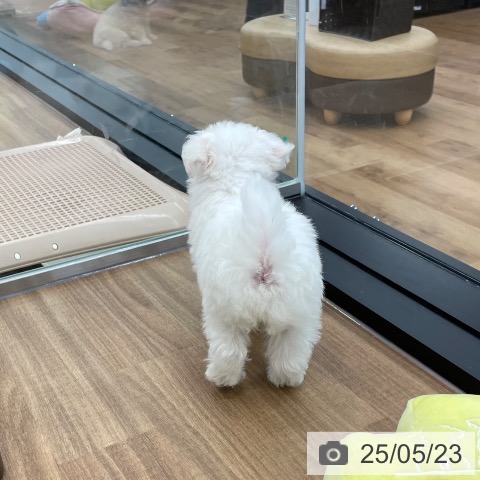 ビション・フリーゼの写真