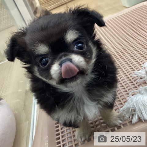 チワワの写真
