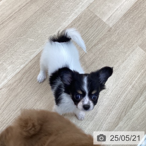 チワワの写真