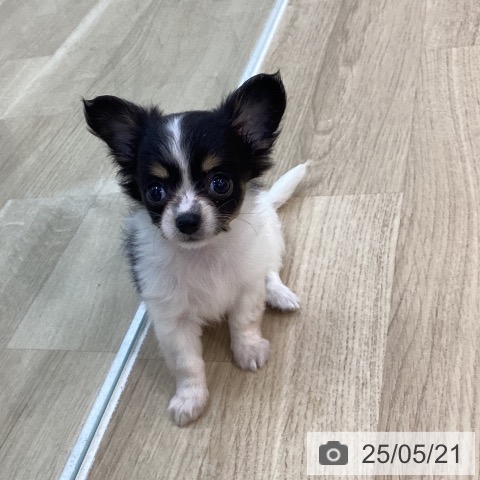 チワワの写真