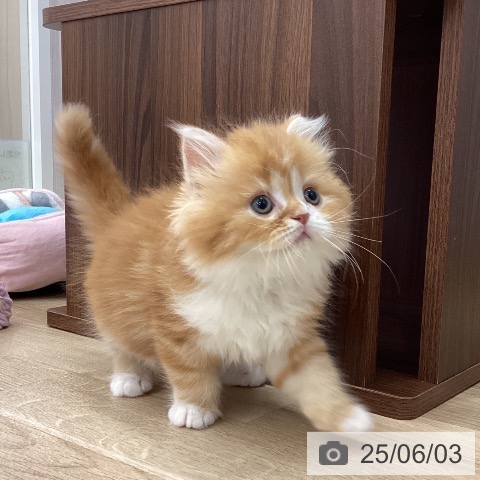 スコティッシュフォールドの写真