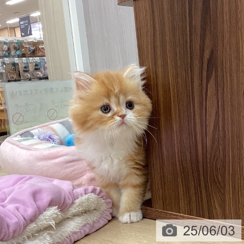 スコティッシュフォールドの写真