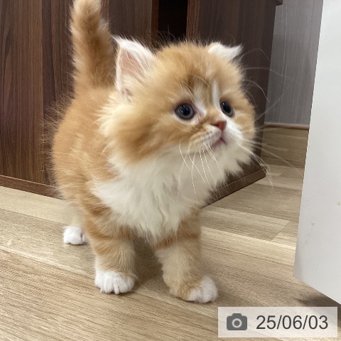 スコティッシュフォールドの写真