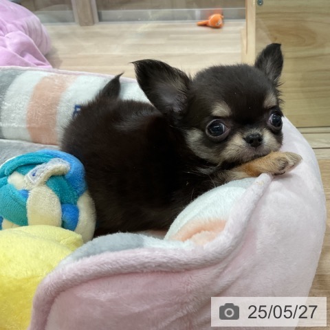 チワワの写真