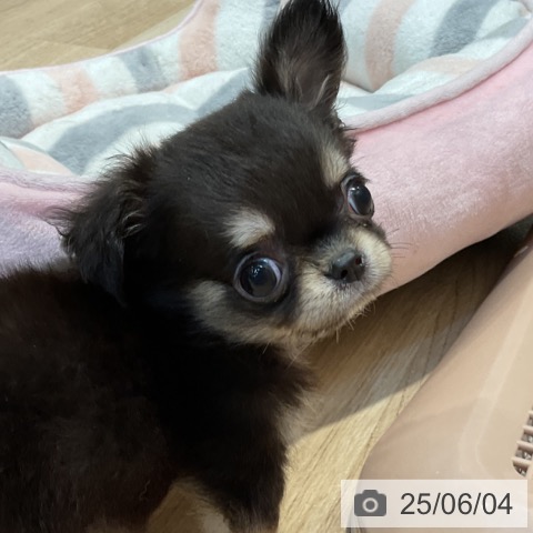 チワワの写真