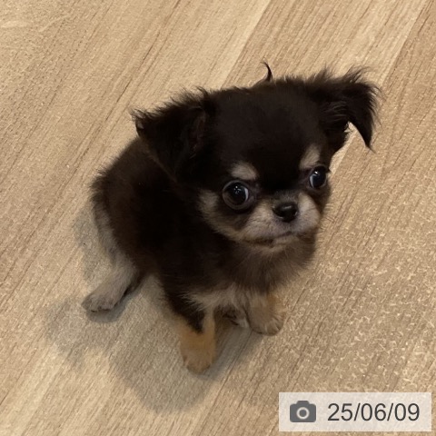 チワワの写真