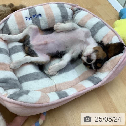 キャバリア・キングチャールズ・スパニエルの写真