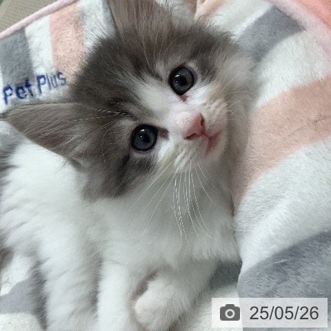 サイベリアンの写真