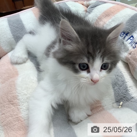 サイベリアンの写真