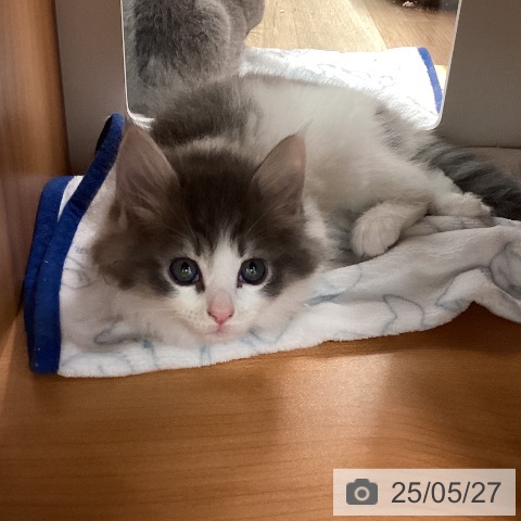 サイベリアンの写真