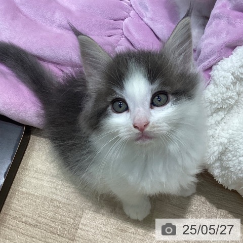サイベリアンの写真