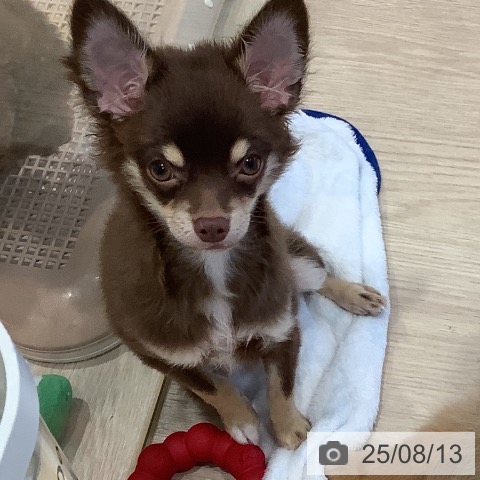 チワワの写真