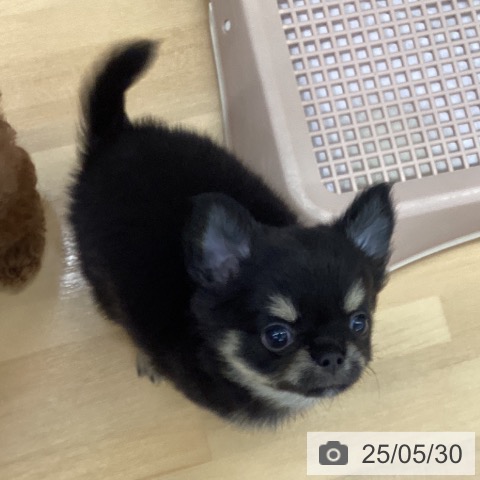 チワワの写真