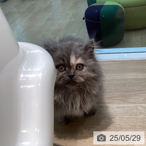 マンチカンの写真