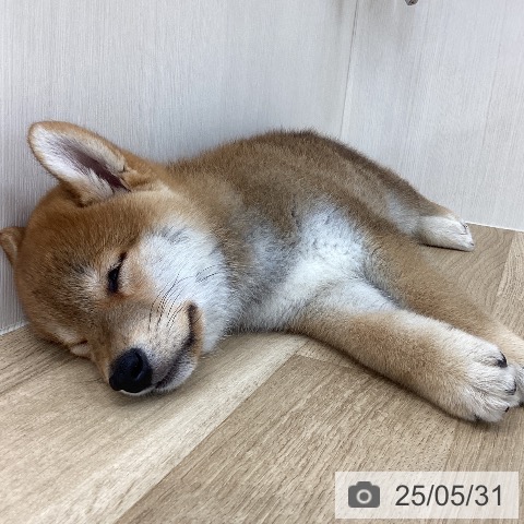 柴の写真