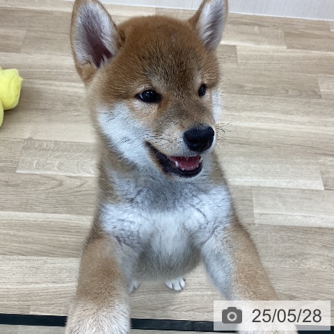 柴の写真