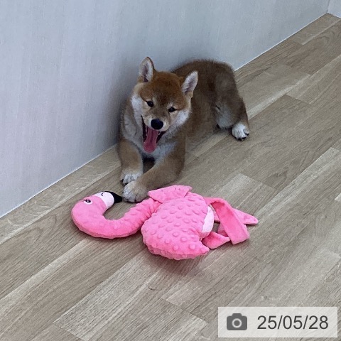 柴の写真