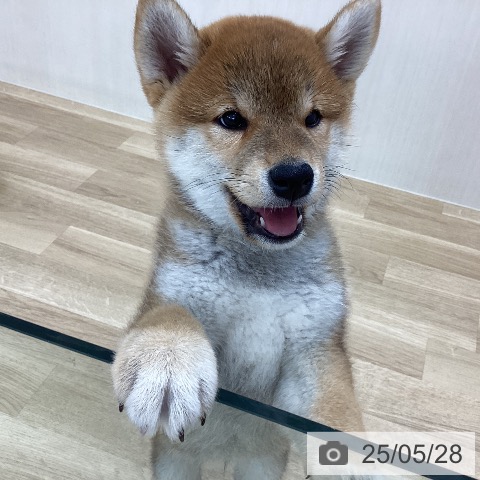 柴の写真