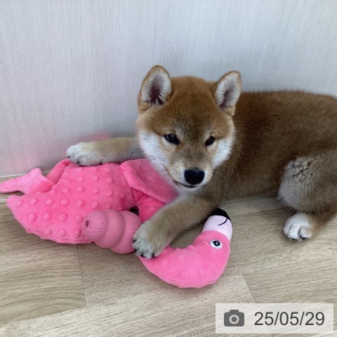 柴の写真