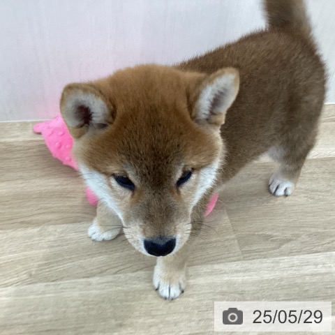 柴の写真