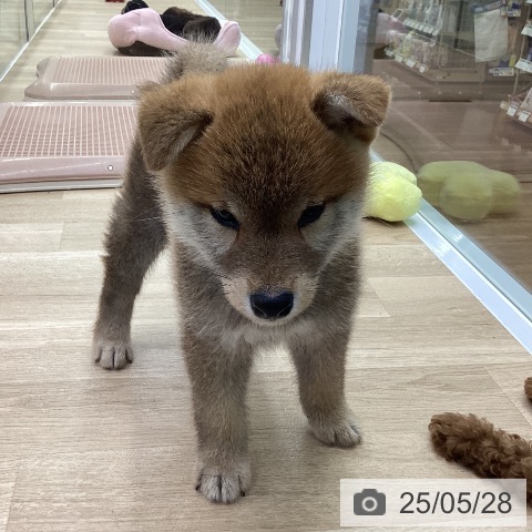 柴の写真