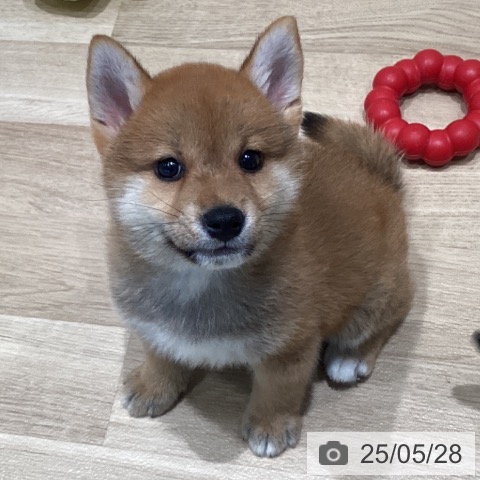 柴の写真